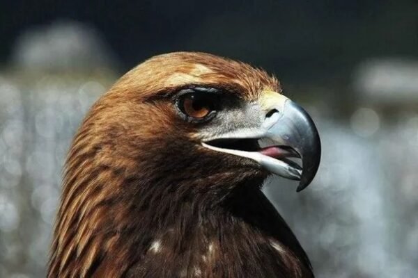 Is it true that eagles have to break their beaks and claws at the age of 40 in order to live to be 70 years old? 2