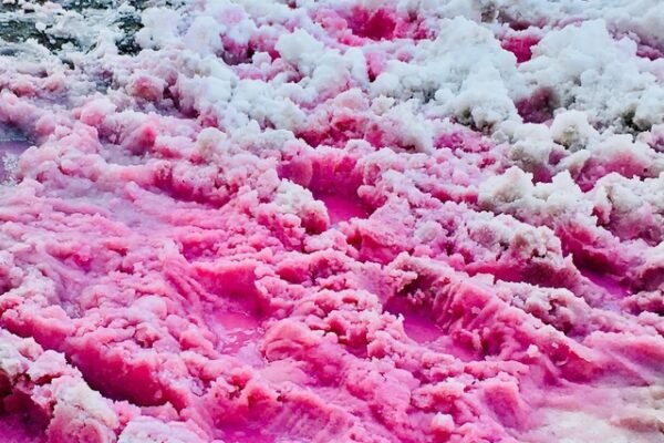 Strange phenomenon of pink snow on mountain ranges: Beautiful but at the same time a red warning for our planet? 2